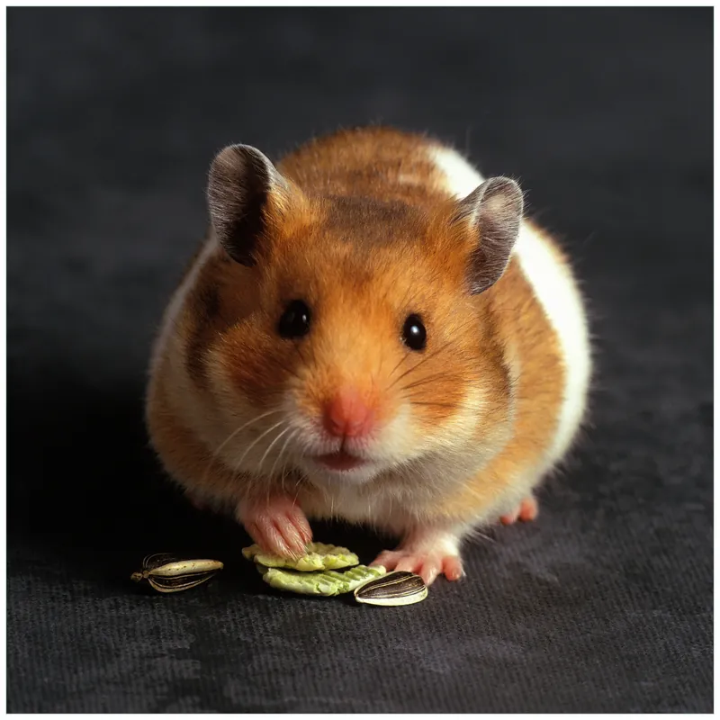 Glasbild Putziger Hamster mit Nüssen zwischen den Pfoten 50 x 50 cm Echt
