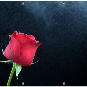 Zertifiziert Gartenposter Rose vor dunklem Hintergrund 340 x 173 cm