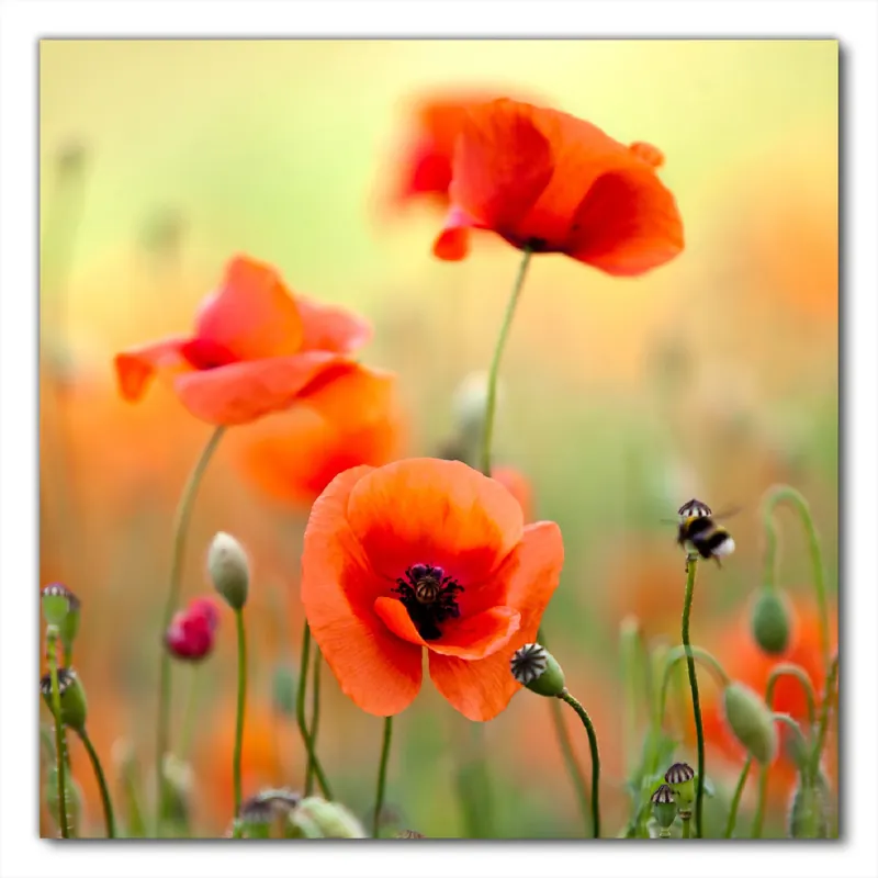 Zertifiziert Selbstklebende Möbelfolie Mohnblumenblüten 80 x 80 cm