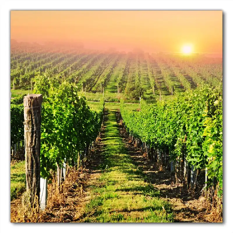 Selbstklebende Möbelfolie Weinberg mit untergehender Sonne 80 x 80 cm Kostenloser Rückversand
