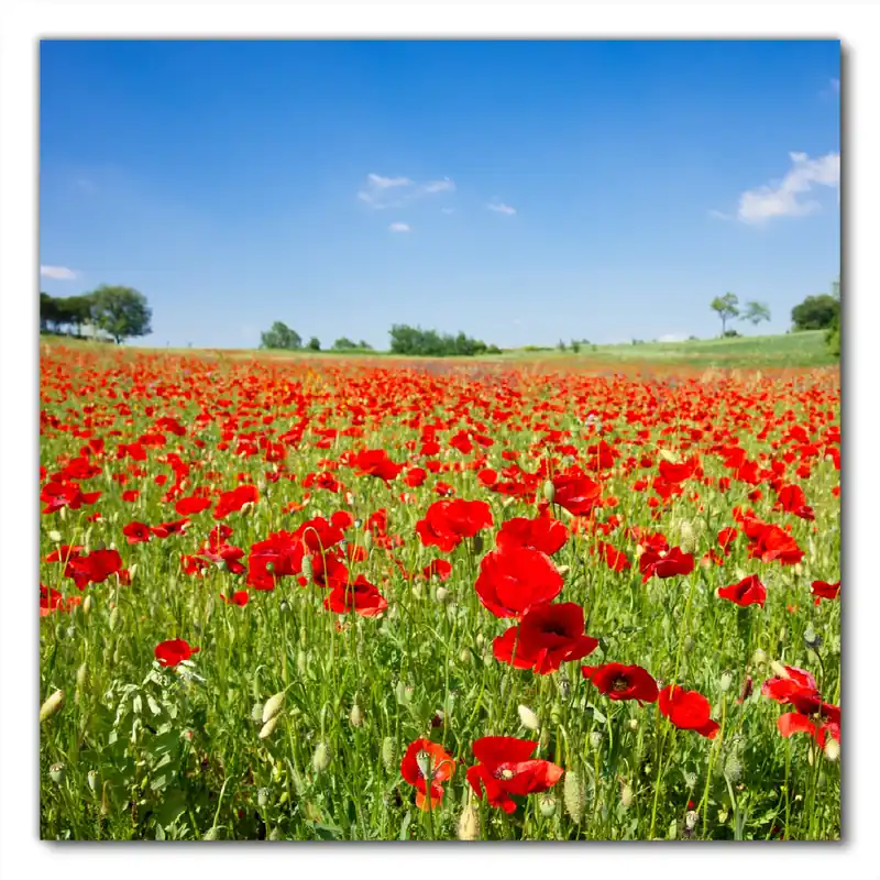 Zertifiziert Selbstklebende Möbelfolie Mohnblumenfeld- rote Blumen unter blauem Himmel 90 x 90 cm