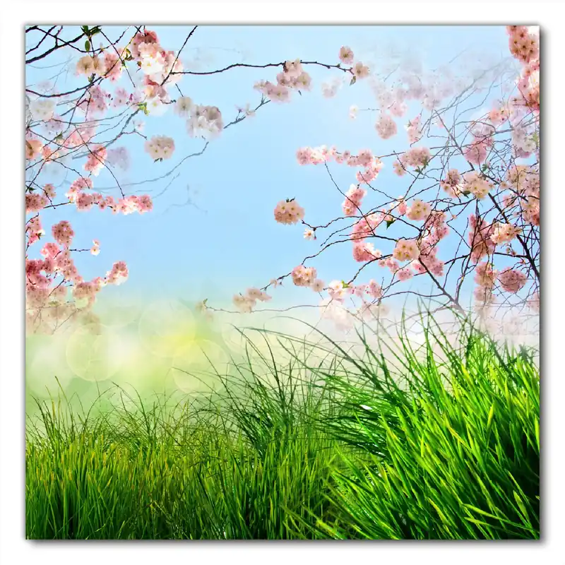 Selbstklebende Möbelfolie Kirschblütenzweige und grüne Wiese- Frühling 50 x 50 cm Nur Heute