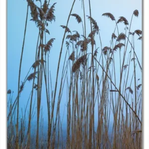 Zertifiziert Türtapete Schilfrohr am See vor blauem Himmel 93 x 205 cm
