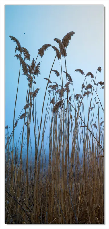 Zertifiziert Türtapete Schilfrohr am See vor blauem Himmel 93 x 205 cm