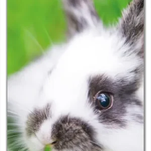 Zertifiziert Türtapete Süßer Hase im grünen Gras 93 x 205 cm