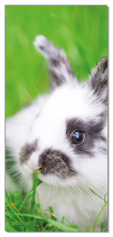 Zertifiziert Türtapete Süßer Hase im grünen Gras 93 x 205 cm
