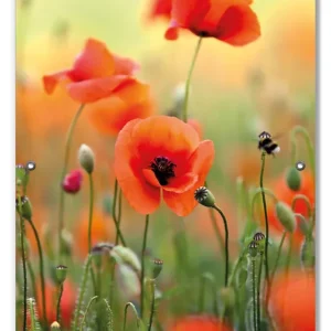 Zertifiziert Lichtschutzbild Mohnblumenblüten
