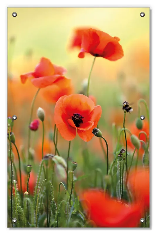 Zertifiziert Lichtschutzbild Mohnblumenblüten