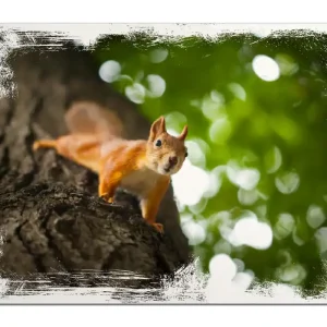 Holzbild Süßes neugieries Eichhörnchen an einem Baum 60 x 90 cm Must-Have