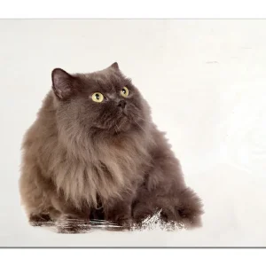 Knallerangebot Holzbild Perserkatze vor weißem Hintergrund 60 x 90 cm