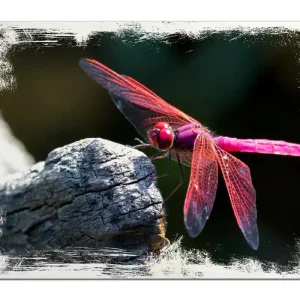 Holzbild Pinke Libelle auf einem Stein 60 x 90 cm Super-Preis
