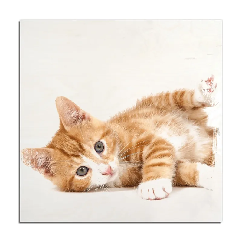 Holzbild Süße Katze mit großen Augen - rot weiß getigert 50 x 50 cm Jetzt Bestellen