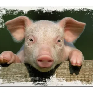 Zertifiziert Holzbild Süßes Ferkel auf dem Bauernhof in Nahaufnahme 60 x 90 cm