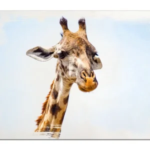Preis Gesenkt Holzbild Nahaufnahme einer Giraffe 60 x 90 cm