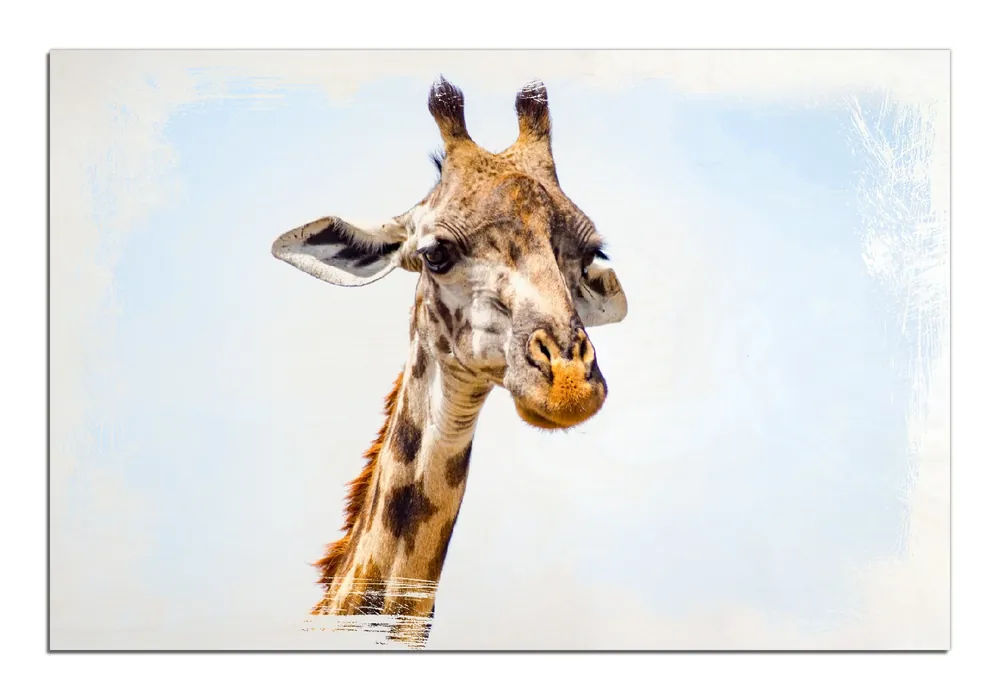 Preis Gesenkt Holzbild Nahaufnahme einer Giraffe 60 x 90 cm