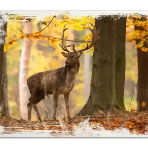 Super-Preis Holzbild Damhirsch im Herbstwald 60 x 90 cm