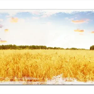 Holzbild Weizenfeld unter blauem Himmel 50 x 50 cm Neue Ware
