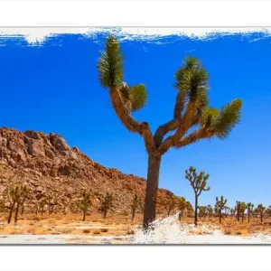 Preis Gesenkt Holzbild Palmlilie im Nationalpark Yucca Valley Wüstenlandschaft 50 x 50 cm