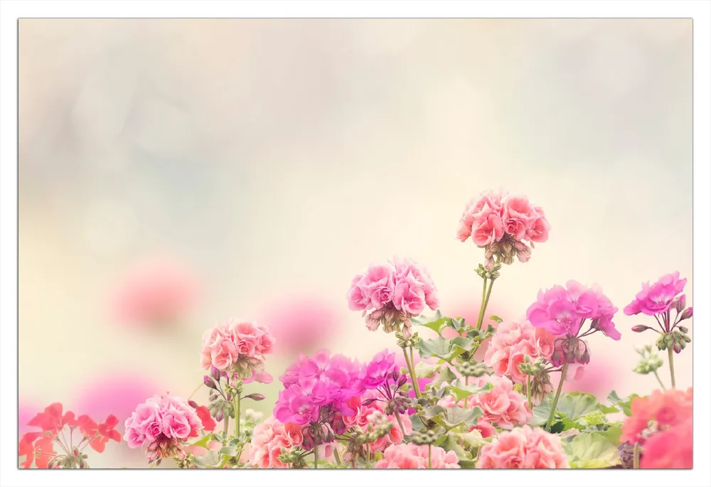 Preiswert Poster Zarte Blüten in Rosa 40 x 50 cm, mit schwarzem Aluminiumrahmen