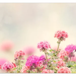 Jetzt Kaufen Selbstklebendes Poster Zarte Blüten in Rosa 61 x 91,5 cm