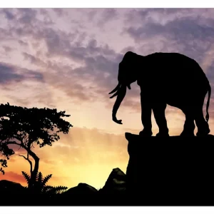 Abverkauf Selbstklebendes Poster Elefant vor Abendhimmel 50 x 125 cm