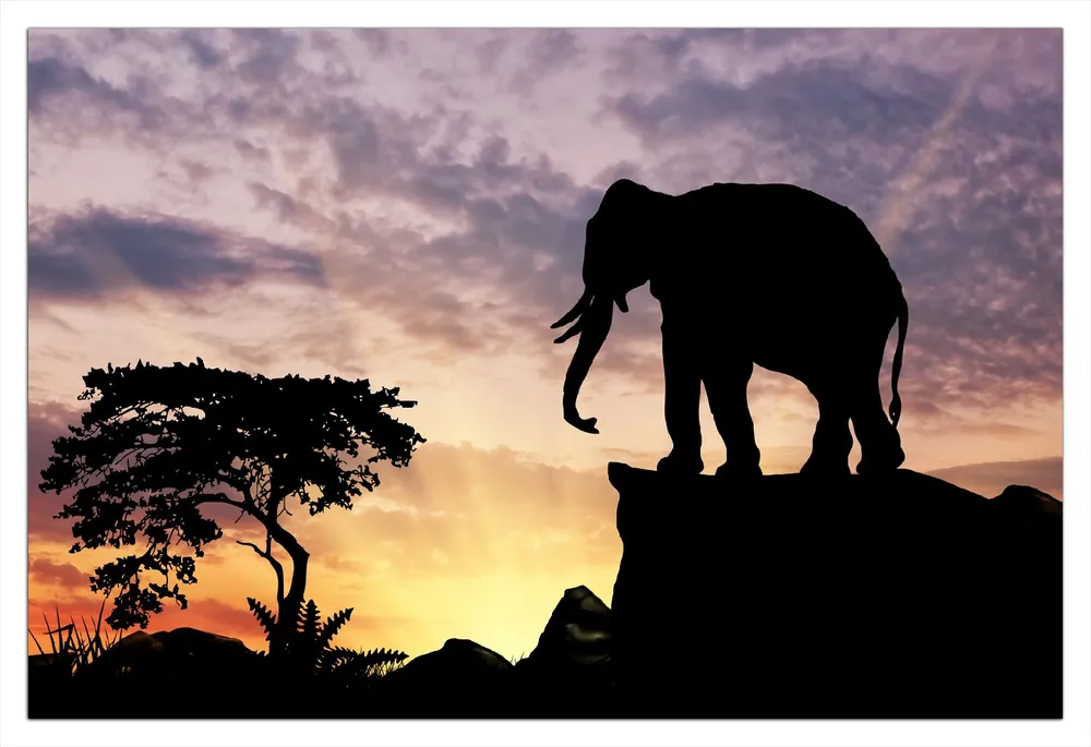 Abverkauf Selbstklebendes Poster Elefant vor Abendhimmel 50 x 125 cm
