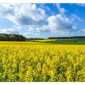 Sonderangebot Selbstklebendes Poster Blühendes Rapsfeld 70 x 100 cm