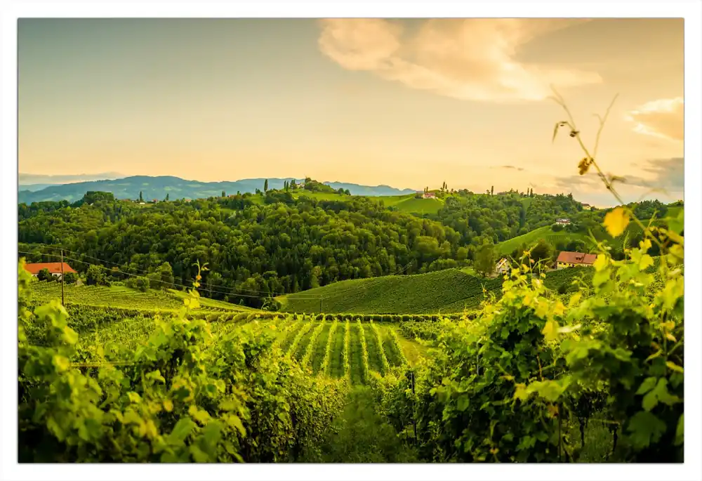 Jetzt Bestellen Selbstklebendes Poster Abendlicht über Weinbergen 70 x 100 cm