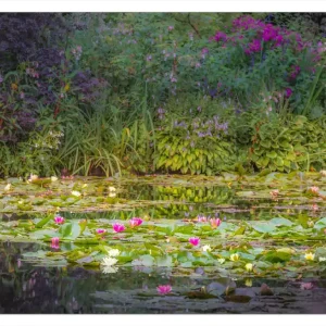 Highlight Selbstklebendes Poster Blühender Seerosenteppich 50 x 125 cm