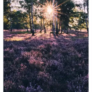 Jetzt Bestellen Selbstklebendes Poster Heide im Morgenlicht 50 x 125 cm