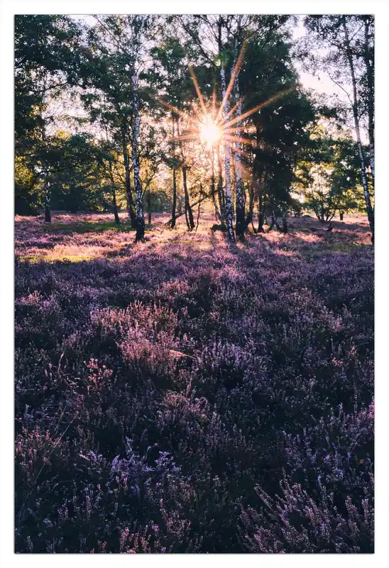 Jetzt Bestellen Selbstklebendes Poster Heide im Morgenlicht 50 x 125 cm
