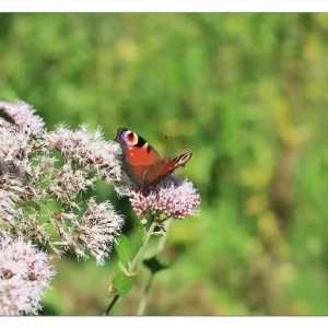 Zertifiziert Selbstklebendes Poster Schmetterling auf Blüte 70 x 100 cm