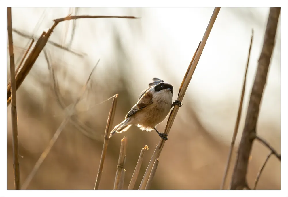 Geprüft Selbstklebendes Poster Vogel im Schilf 70 x 100 cm