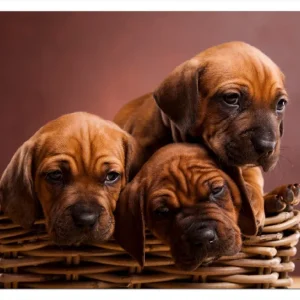 Selbstklebendes Poster Welpen im Korb 70 x 100 cm Billig