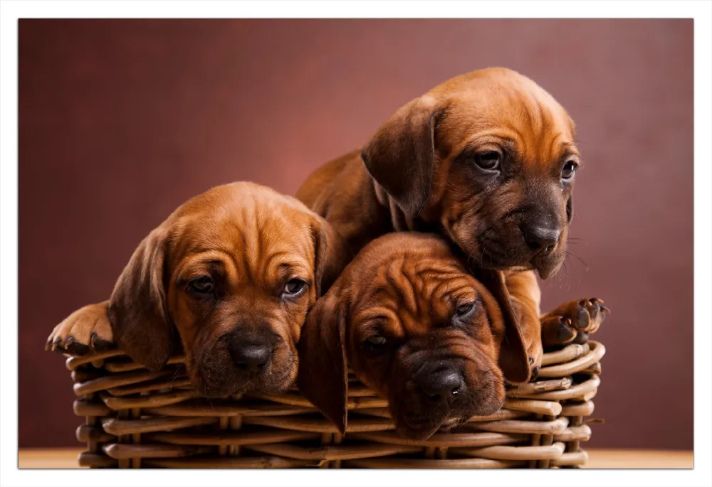 Selbstklebendes Poster Welpen im Korb 70 x 100 cm Billig