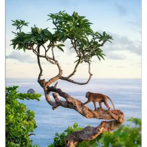Expressversand Selbstklebendes Poster Affe auf Baum 70 x 100 cm