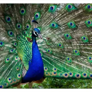 Garantierte Lieferung Selbstklebendes Poster Farbenprächtiger Pfau 70 x 100 cm