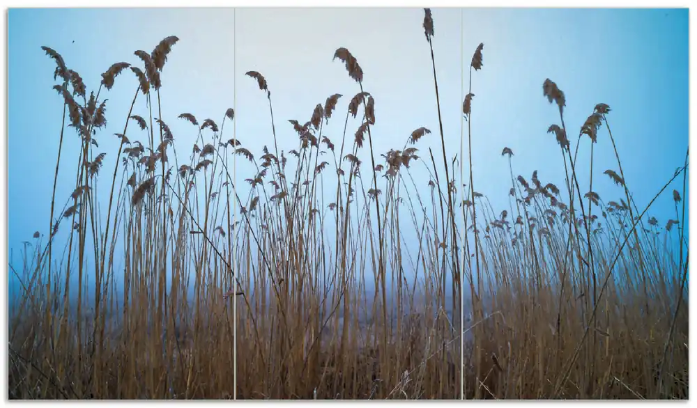 Zertifiziert Herdabdeckplatte Schilfrohr am See vor blauem Himmel Breite 90 cm x Höhe 52 cm. 3-teilig, 13 mm hohe Noppen