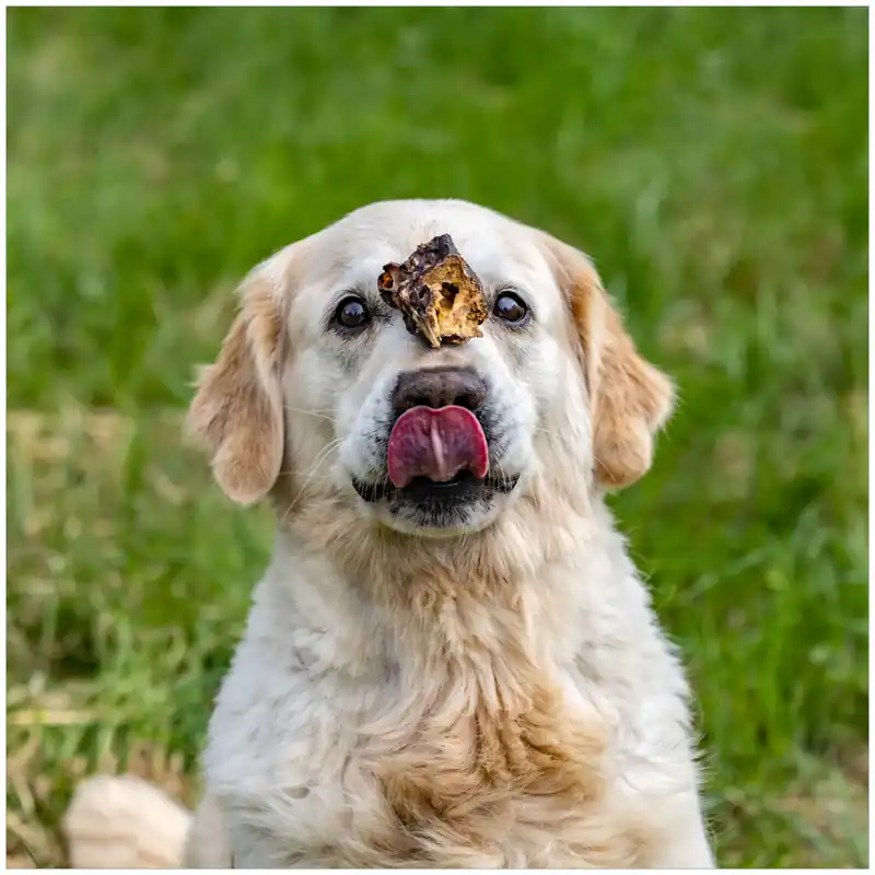 Zertifiziert Memoboard Hund trifft Leckerli 50 x 50 cm, aus Glas