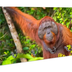 Nur Heute Schlüsselbrett Orang-Utan im Regenwald