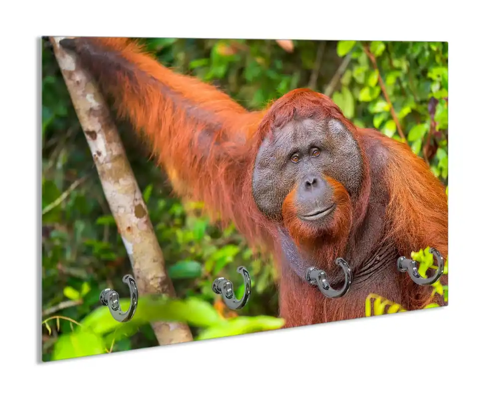 Nur Heute Schlüsselbrett Orang-Utan im Regenwald