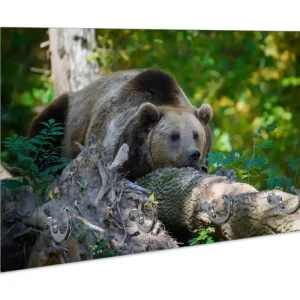 Wochenendangebot Schlüsselbrett Bär im Wald