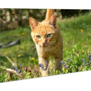 Neu Im Sortiment Schlüsselbrett Neugierige Katze im Gras