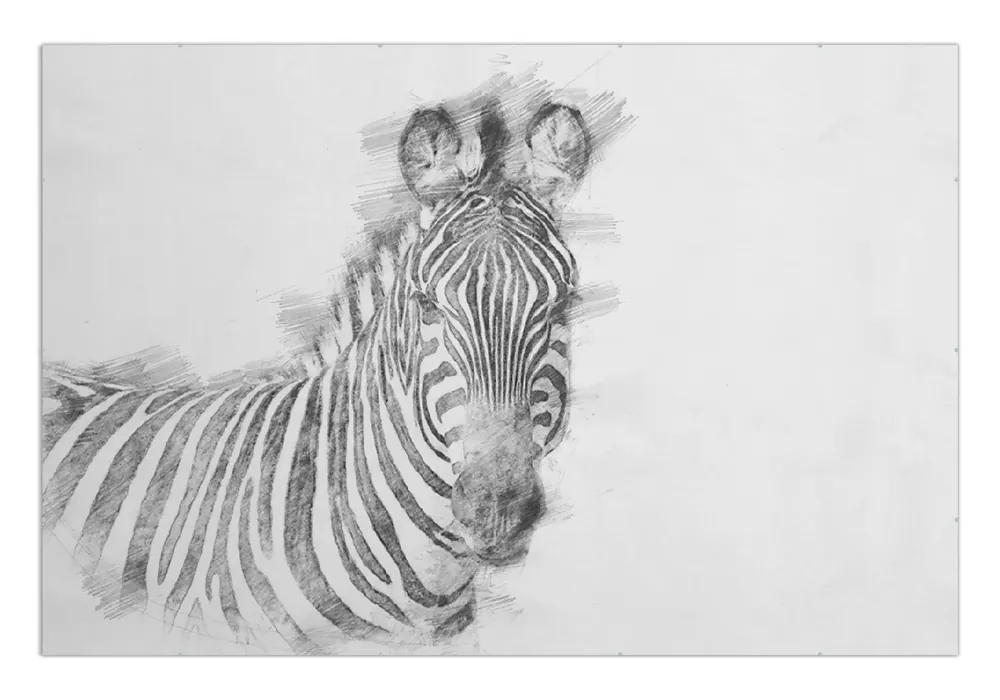 Poster Zebra in schwarz weiß - Bleistift Zeichnung 40 x 50 cm Billig