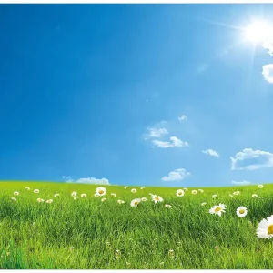 Aktuell Selbstklebendes Poster Sommerwiese - Weiße Gänseblümchen vor blauem Himmel 50 x 125 cm