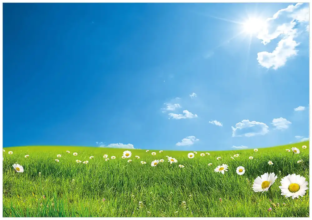 Aktuell Selbstklebendes Poster Sommerwiese - Weiße Gänseblümchen vor blauem Himmel 50 x 125 cm