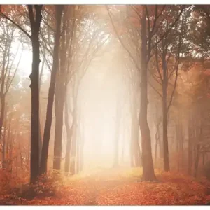Bestpreis Selbstklebendes Poster Herbstwald - Weg zu einer Lichtung im Wald 70 x 100 cm