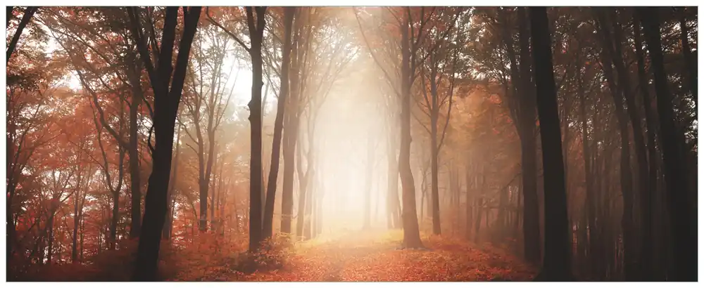 Bestpreis Selbstklebendes Poster Herbstwald - Weg zu einer Lichtung im Wald 70 x 100 cm