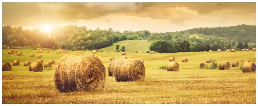 Selbstklebendes Poster Strohballen auf dem Feld bei Sonnenuntergang 50 x 125 cm Schnäppchen