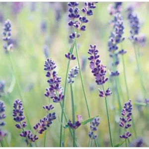 Top-Angebot Selbstklebendes Poster Lila Blumenfreude - Violette Pflanzen auf der Wiese 61 x 91,5 cm